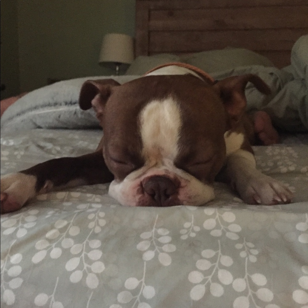 Meet your Posher, Abby